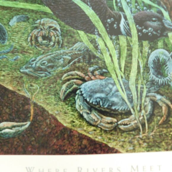 Vintage Art Poster 1995 Larry W. Duke, ESTUARIES 36x24 Nature Coastal NOAA NOS - Picture 13 of 15